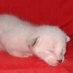 Savannah male kitten snow DOB 5-3-21