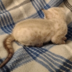 Savannah male kitten snow DOB 5-3-21