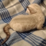Savannah male kitten snow DOB 5-3-21