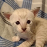 Savannah male kitten snow DOB 5-3-21