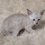 Savannah male kitten snow DOB 5-3-21