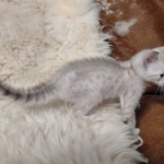 Savannah male kitten snow DOB 5-3-21