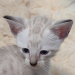 Savannah male kitten snow DOB 5-3-21