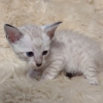 Savannah male kitten snow DOB 5-3-21