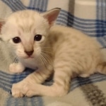 Savannah male kitten snow DOB 5-3-21