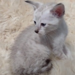 Savannah male kitten snow DOB 5-3-21