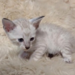 Savannah male kitten snow DOB 5-3-21
