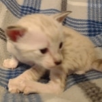 Savannah male kitten snow DOB 5-3-21