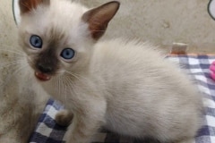 Gustav (Gus) Savannah F-6SBT Snow Male #2 DOB 6-11-24