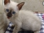 Gustav (Gus) Savannah F-6SBT Snow Male #2 DOB 6-11-24