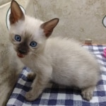 F-6SBT-Snow-Male-2-DOB-6-11-24