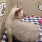 F-6SBT-Snow-Male-2-DOB-6-11-24