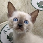 F-6SBT-Snow-Male-2-DOB-6-11-24