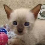 F-6SBT-Snow-Male-2-DOB-6-11-24