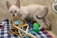 Savannah F-6SBT Snow Male #2 DOB 7-1-23