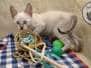 Savannah F-6SBT Snow Male #2 DOB 7-1-23
