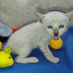 F-6SBT snow savannah Male kitten