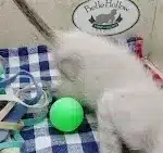 savannah F-6SBT Snow male