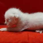 Savannah Snow male F-6SBT