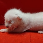 Savannah Snow male F-6SBT