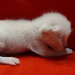 Savannah Snow male F-6SBT