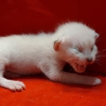 Savannah Snow male F-6SBT