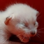 Savannah Snow male F-6SBT