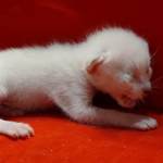 Savannah Snow male F-6SBT