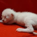 Savannah Snow male F-6SBT