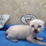 snow savannah Male kitten