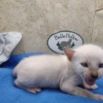 snow savannah Male kitten