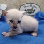 snow savannah Male kitten