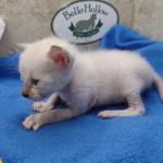 snow savannah Male kitten