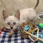 savannah F-6SBT Snow male