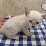 F-6SBT snow savannah Male kitten