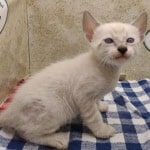 F-6SBT snow savannah Male kitten