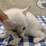 F-6SBT snow savannah Male kitten