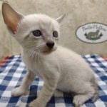F-6SBT snow savannah Male kitten