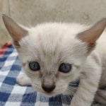 F-6SBT snow savannah Male kitten
