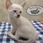 F-6SBT snow savannah Male kitten