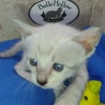F-6SBT snow savannah Male kitten