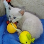 F-6SBT snow savannah Male kitten