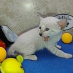 F-6SBT snow savannah Male kitten