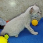 F-6SBT snow savannah Male kitten