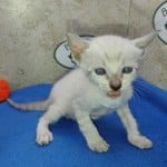 F-6SBT snow savannah Male kitten