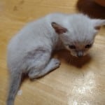 F-6SBT snow savannah Male kitten
