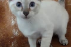 Savannah F-6SBt Snow Male #3 DOB 12-7-23