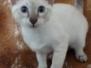 Savannah F-6SBt Snow Male #3 DOB 12-7-23