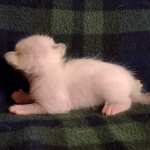 Savannah Snow Male DOB 12-7-23