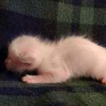 Savannah Snow Male DOB 12-7-23